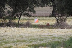 250323-Picon-Molina-45